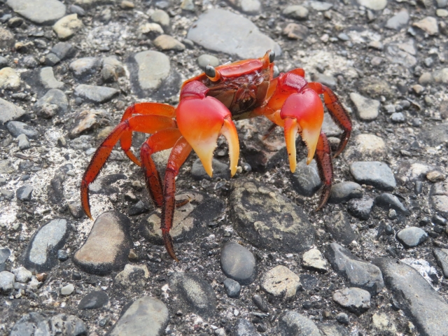 カニ